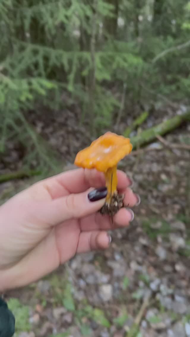 Ноябрь и снова лисички