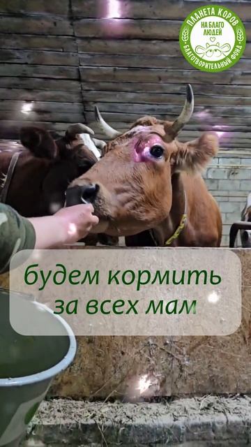 🌸 Кормим коров в честь всех мам — сегодня, в день Мокшада Экадаши, 01.12.2025г.