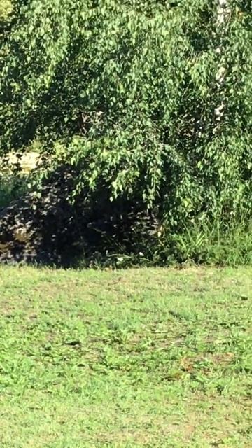 Ленинградская область. Хвойное. 17.07.2024. Дача. Береза и трясогузка. Видеопейзаж