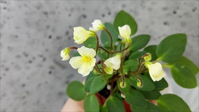 Фиалка трейлер Chantaspring