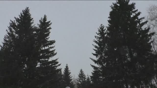 Снег, мороз, елки...