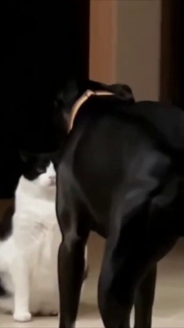 Смешные коты #94-10