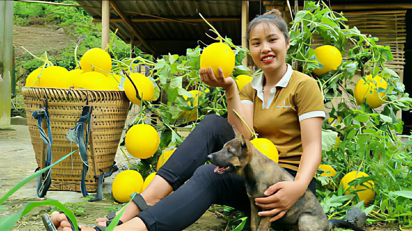 Собираю урожай желтых дынь в саду и несу их на рынок для продажи. Жизнь Дуонг. Вьетнам