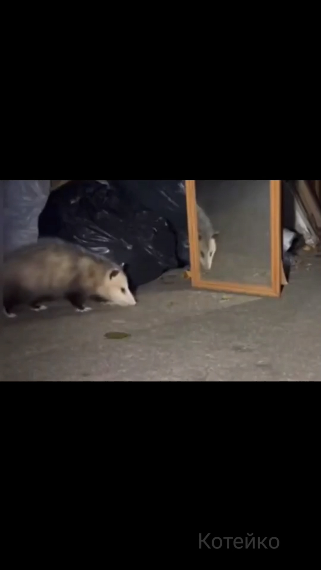 Ой, кто здесь? 🙀