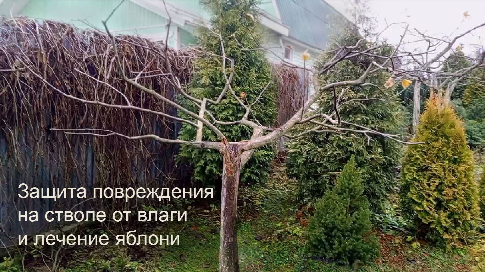 Защита повреждения на стволе от влаги и лечение старой яблони.