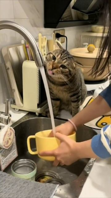 Смешные коты #95-1