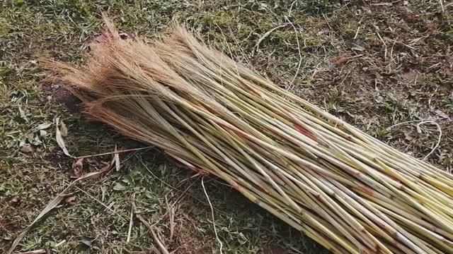 Вырастил и заготовил сорго для веников