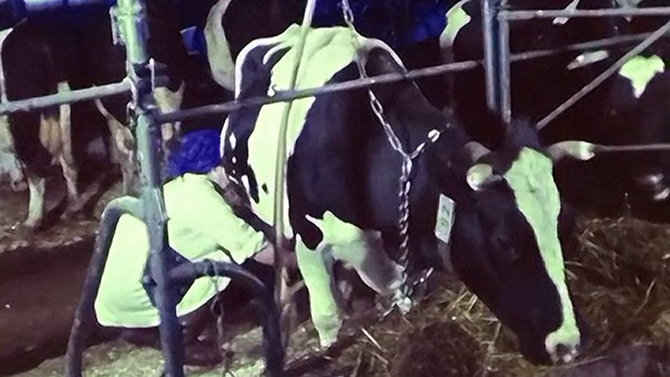 1986 год. Тюменская область. Корма для животных и молочная ферма