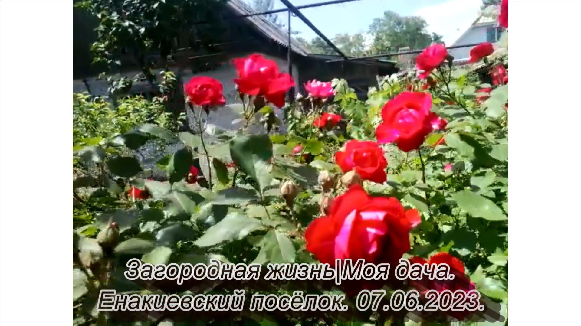 2023. "Цветение плетистых роз". 05.06.2023, 07.06.2023.