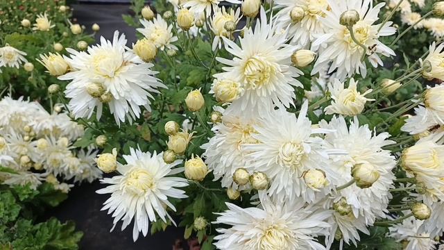 ХРИЗАНТЕМА В МОЁМ САДУ ОТ БУТОНА ДО ЦВЕТУЩЕГО КУСТА.