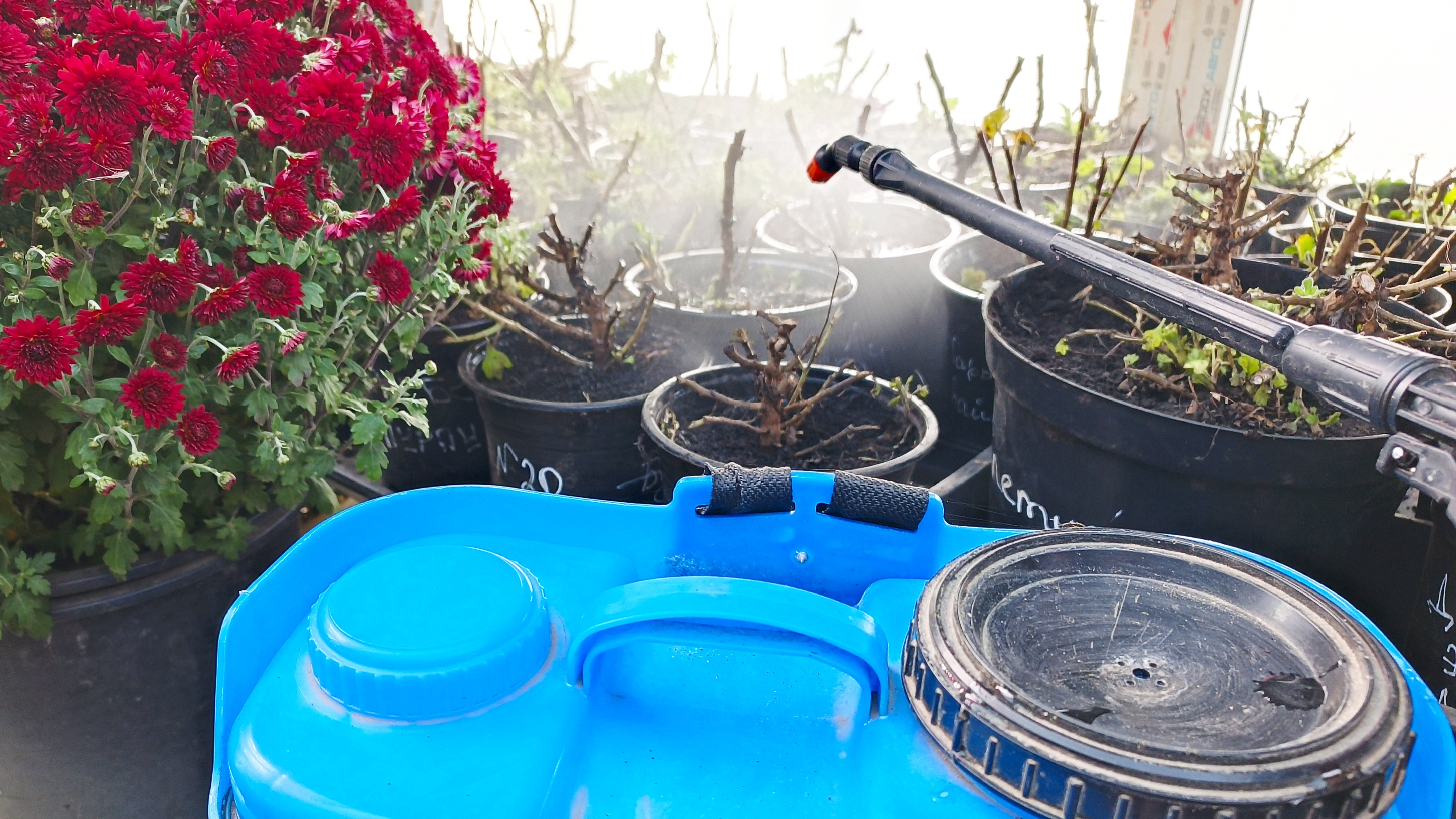 ПРОВОЖУ ОБРАБОТКУ МАТОЧНИКОВ ХРИЗАНТЕМЫ ОТ БОЛЕЗНЕЙ.