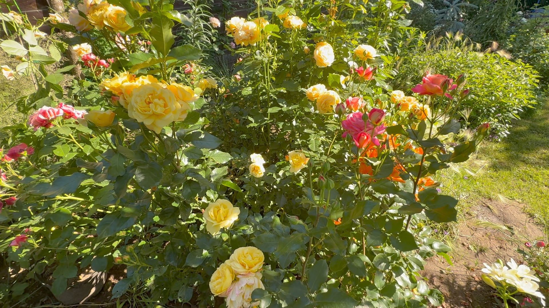 Июль в Саду 14 и 16 июля 2025