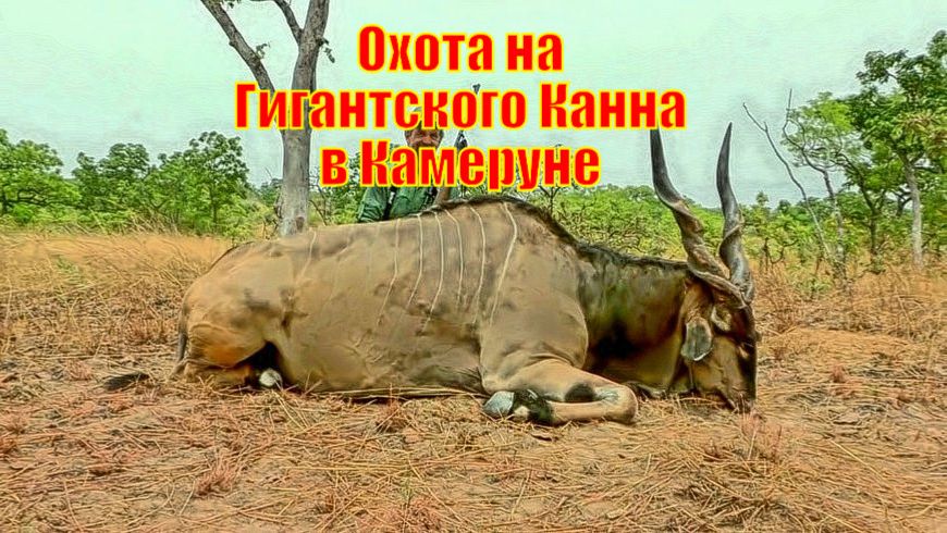 Потрясающая Охота на Гигантского Канна в Камеруне