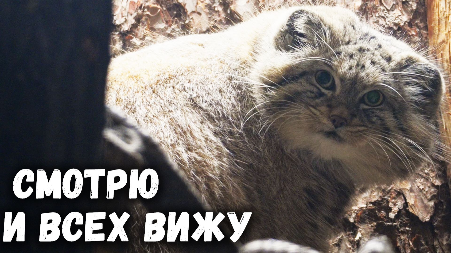 Манул Шу умывается и наблюдает за гостями. Ленинградский зоопарк