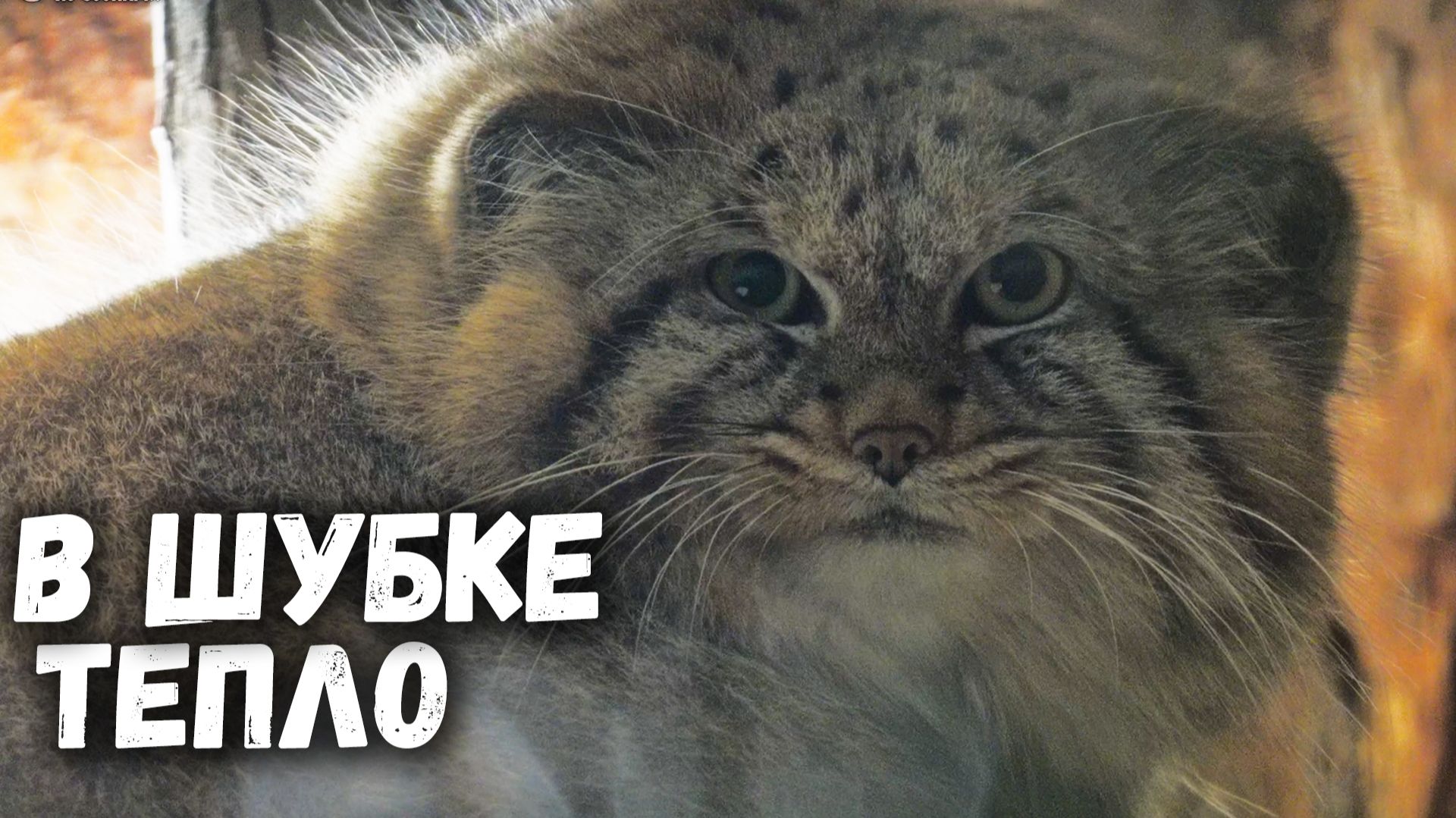 Манул Шу завернулся в свою шубку и наблюдает. Ленинградский зоопарк