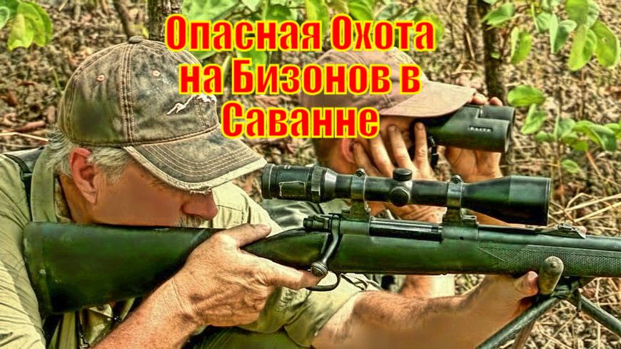 Опасная Охота на Бизонов в Саванне