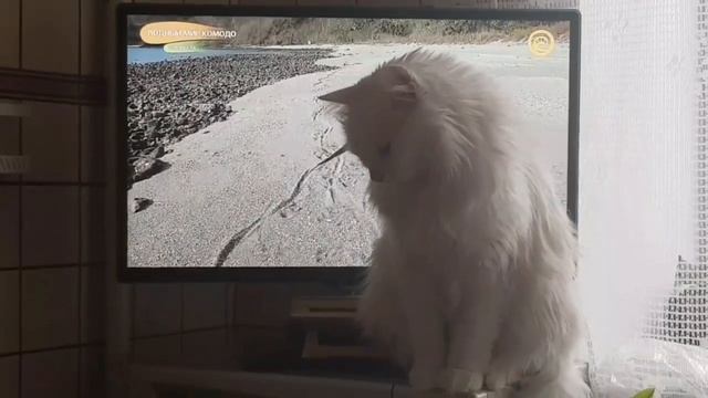 Леся и Сёма - Звезда экрана