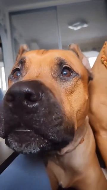 Как рычать разные собаки.)