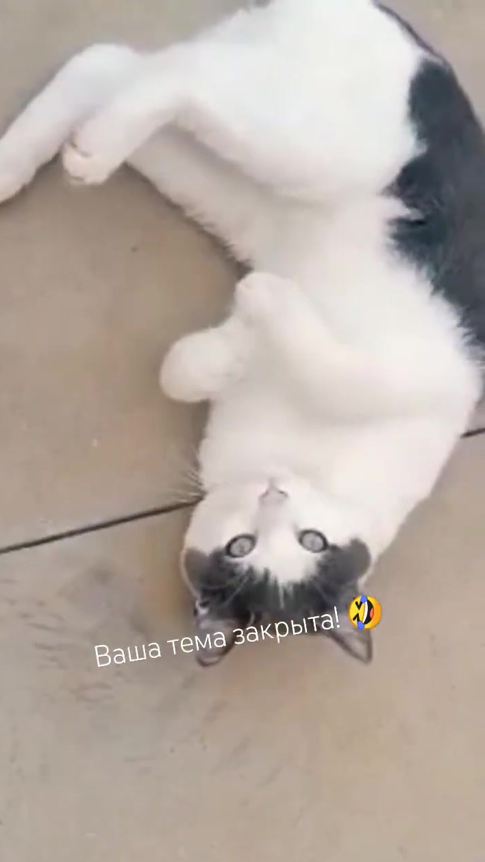 А я, выбираю семью!🤗😺 Юмор с животными.