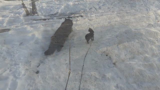 Слайд-шоу. Тишка и Мишка на прогулке.