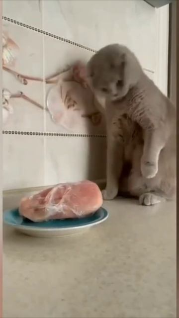 Смешные коты #95-2