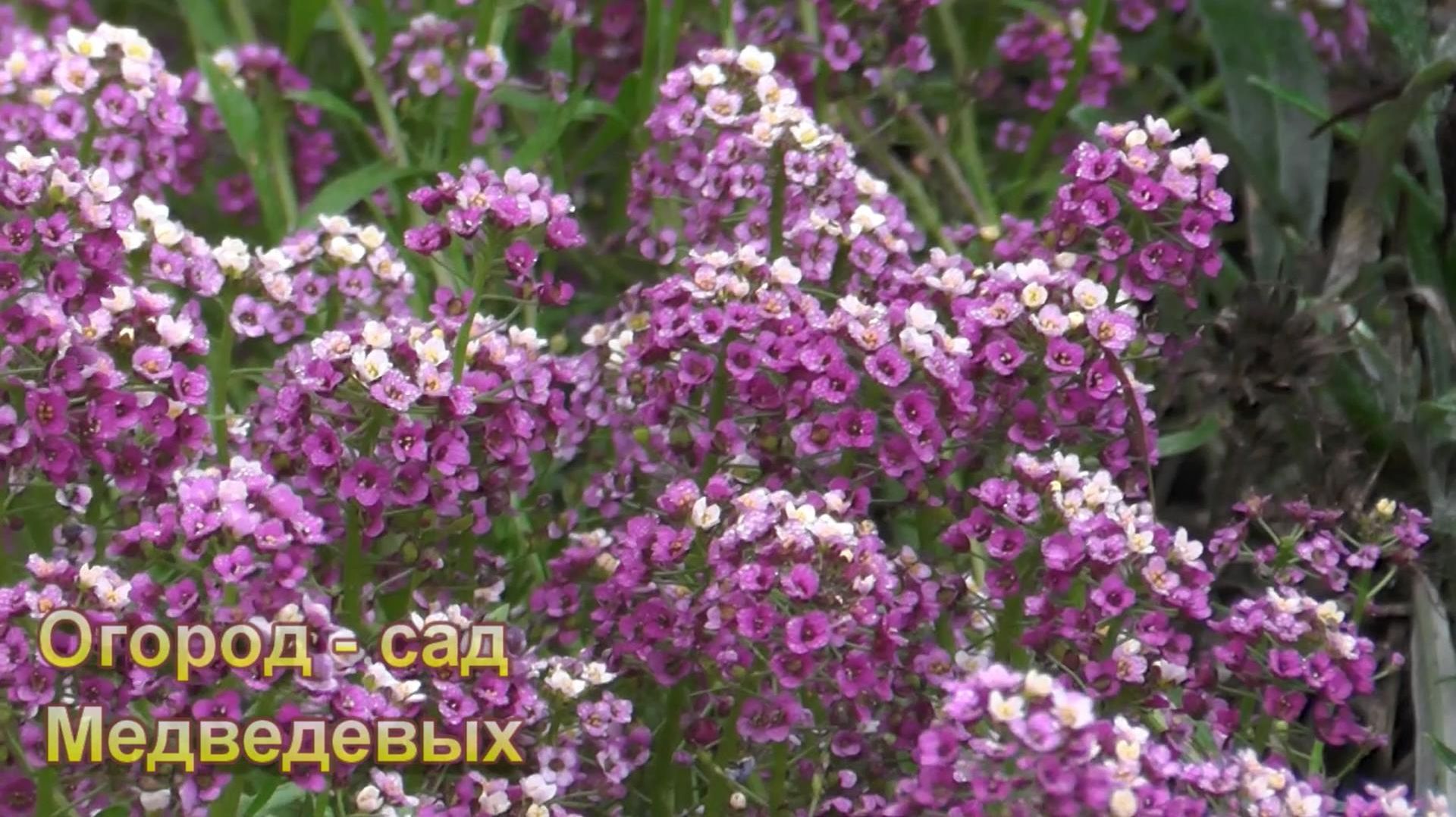 Алиссум – выращивание и уход. Прекрасное бордюрное растение цветущее до заморозков