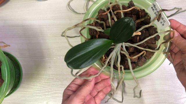 Не выбрасывайте пеньки орхидей Смотрите почему