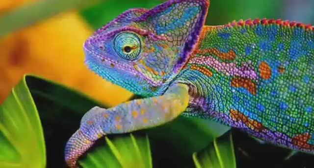 ... Что такое Мимикрия....