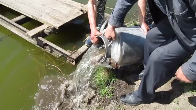Общественное зарыбление водоёма