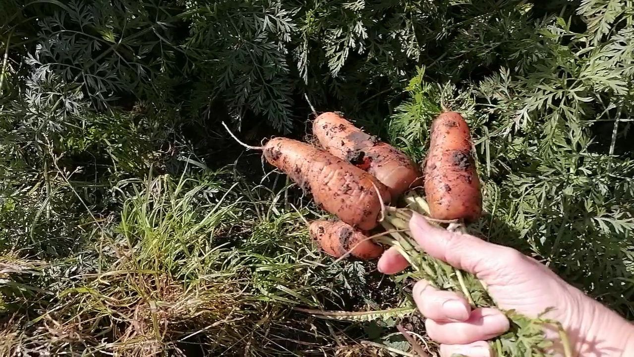 🥕 Лучший сорт моркови с моего участка, сравниваю с нелучшими