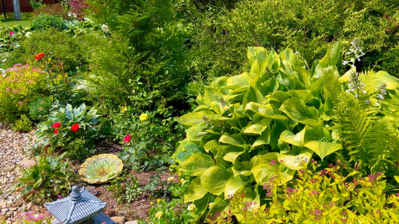 Парадоксы природы. Травянистые гиганты и карликовые кустарники.