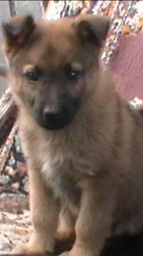 Понторез Кузя