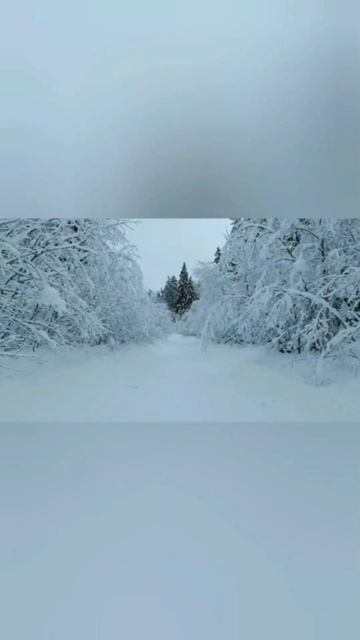 8.01.2025 🌅🌬Рассвет,закат и загадочные световые столбы!🌌🌡Светогорск!