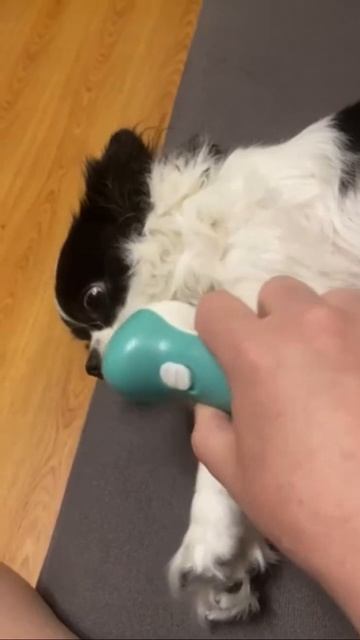 Массаж собачки ⎮ Осторожно, можно залипнуть)