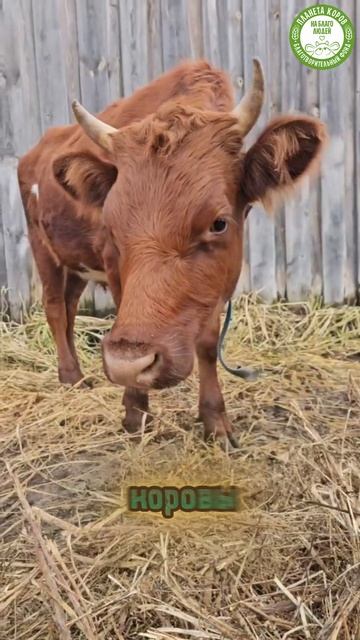 День рождения бычка Камала 3 декабря)