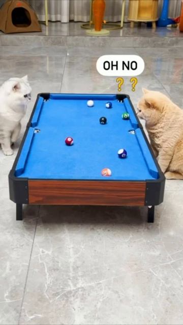 Смешные коты #95-3