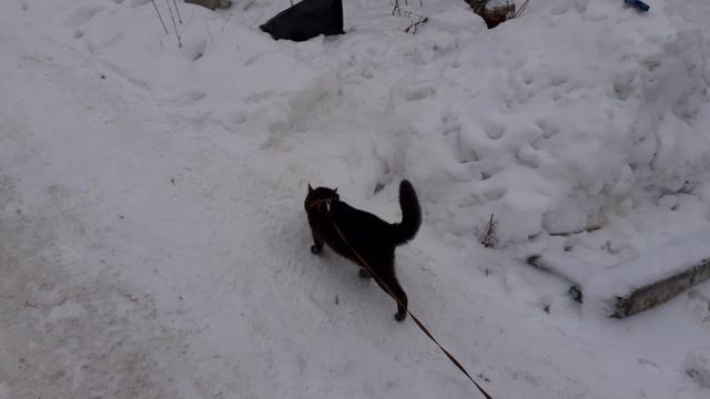 Прогулка на улице.