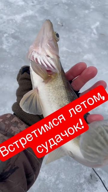 Встретимся летом, судачок!