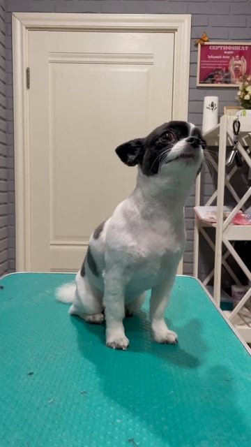 Как постричь чихуахуа Фунтика #rattleribelk