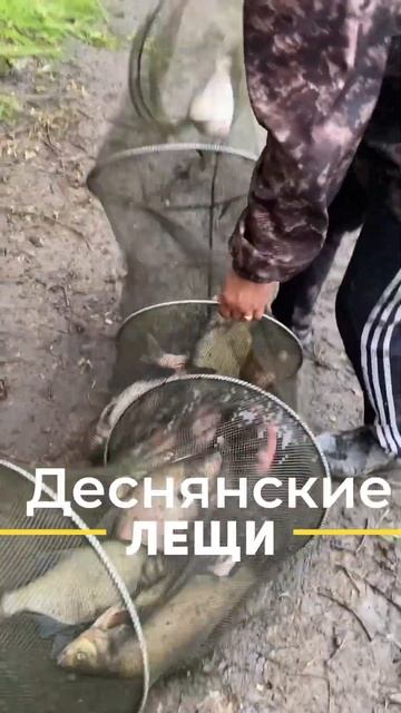 Речные лещи. Фидер на Десне