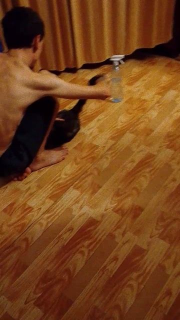 Вычесывание кошки