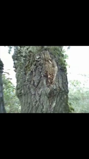 Шершни-убийцы⎮укусил за ухо⎮Это вам не пчелы