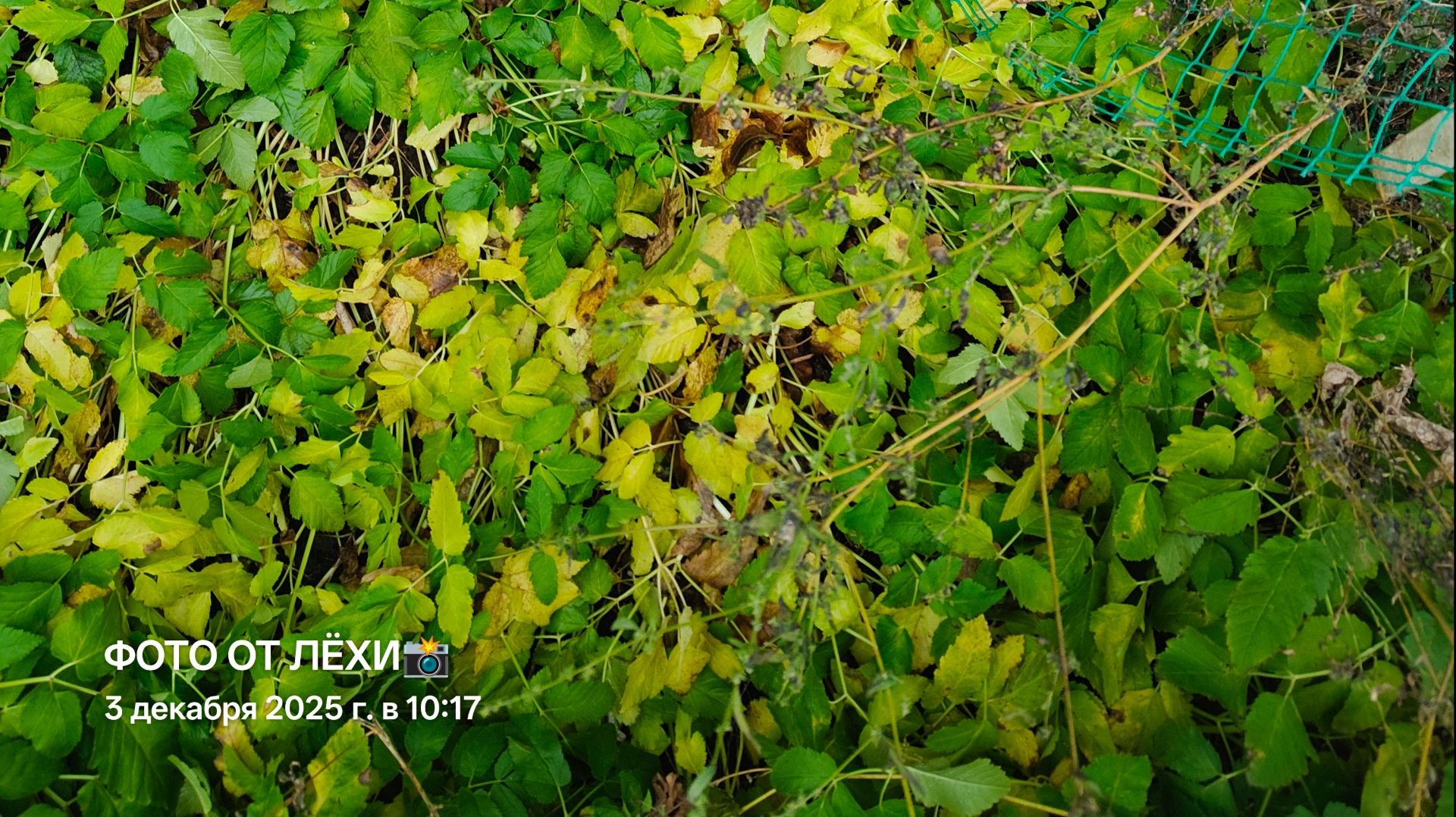 МОНЕТИЗАЦИИ БЫТЬ или....