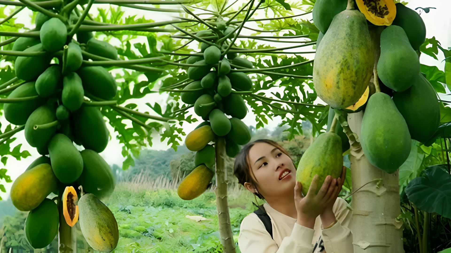 Дуонг. Мама поневоле. Собираю урожай папайи и продаю на местном рынке. 10 серия
