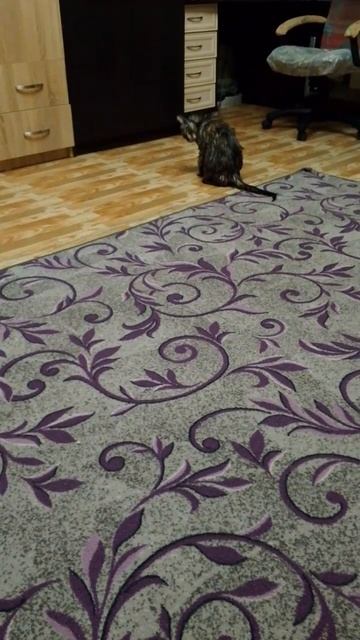 Помыли кошку и теперь сушится