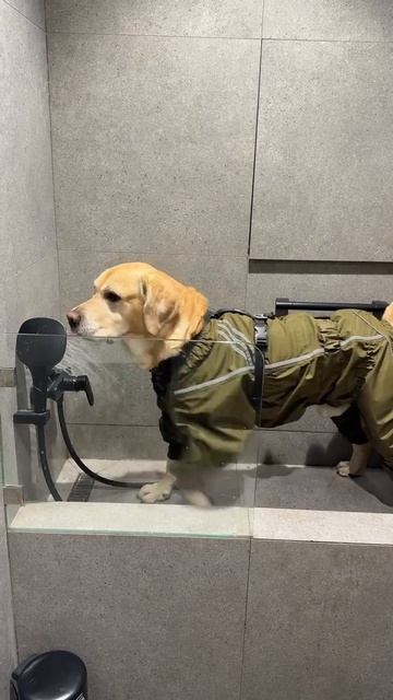 Самостоятельный