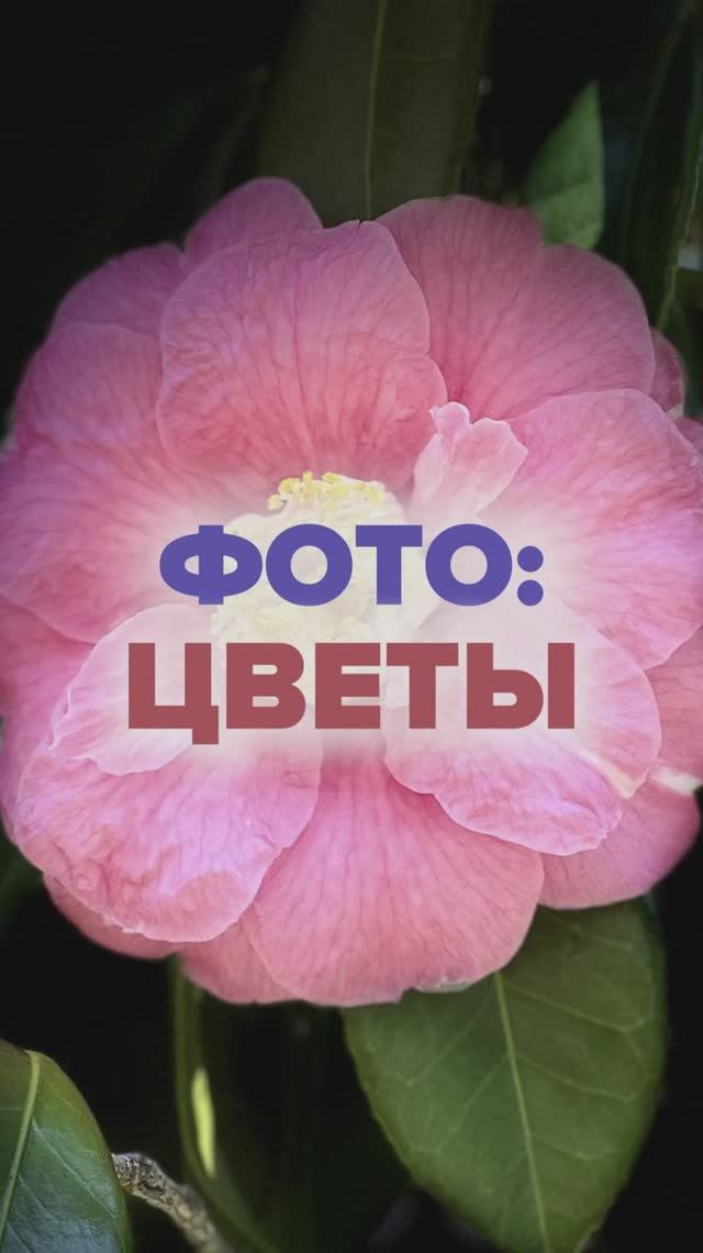 Фотографии цветов: раскрываем красоту природы! 🌸