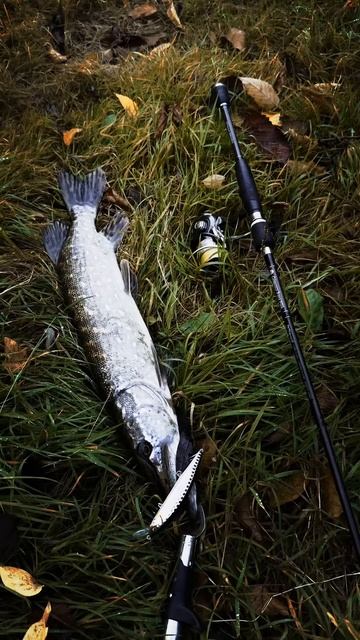 Лучший воблер среди лучших. Jackall Rerange 110 сделал рыбалку