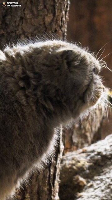 Вечерний манул Свэн. Ленинградский зоопарк