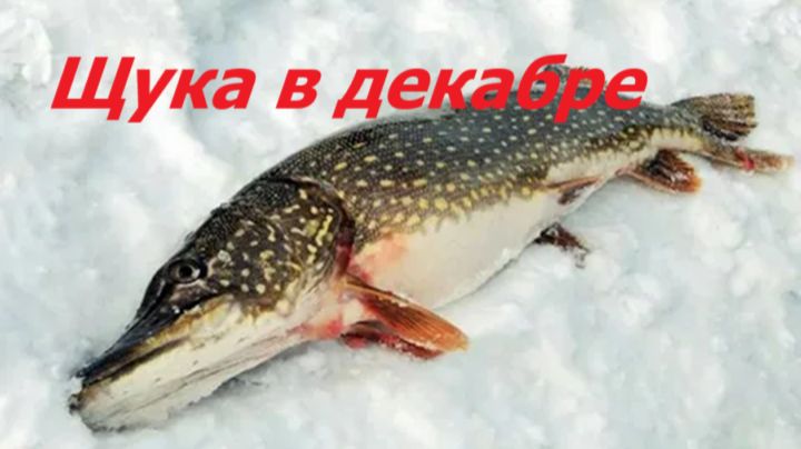 КАК ЛОВИТЬ ЩУКУ в ДЕКАБРЕ? МЕСТА и ВРЕМЯ для ЛОВЛИ ЩУКИ! ПРИМАНКИ и СНАСТИ для РЫБАЛКИ ЗИМОЙ
